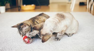 котки интерактивно хранене