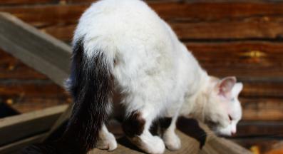 галене на котка