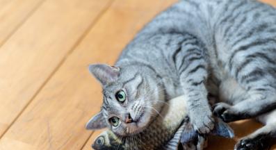 котка играе