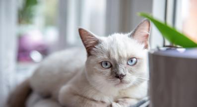 домашна котка