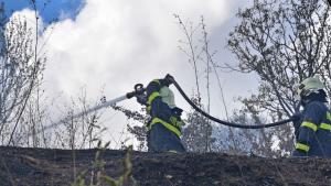 Сто декара гора в рйона на село Пожарево са спасили
