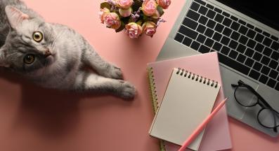 котка играе с предмети