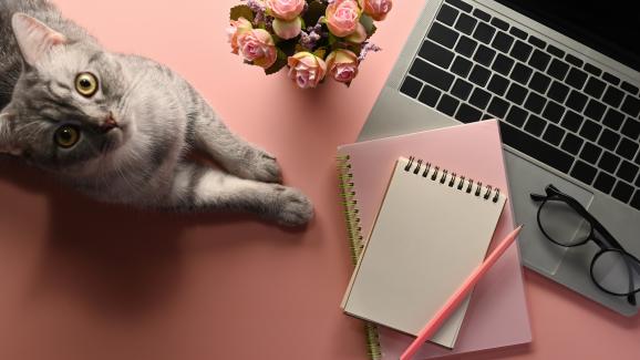 котка играе с предмети