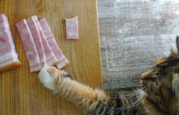 Котка краде човешка храна