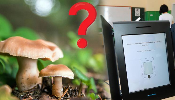 izbori - ЗА ГЪБИ ИЛИ НА ИЗБОРИ: Колко отидоха до урните