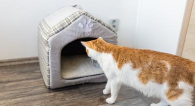 котка у дома