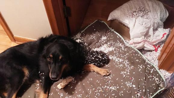 Защо кучето ни унищожава леглото си и как да го спрем