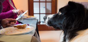 Дали кучето действително е гладно или просто проси?