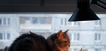 Трябва ли да оставяме светлина за котката си през нощта?