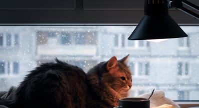 котка през нощта