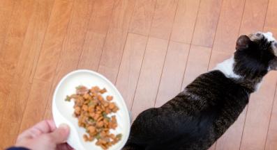 котешка храна