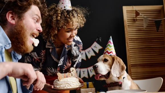Разбират ли кучетата, когато празнуваме техните рождени дни и празници