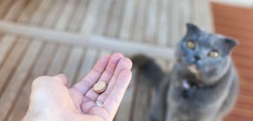 Пробиотици за котки: какво представляват и кога са необходими