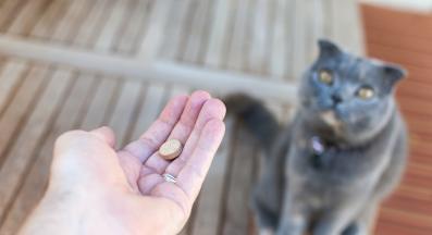 Котка хапче