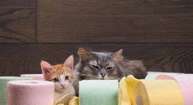 Котки и тоалетна хартия