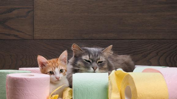 Котки и тоалетна хартия