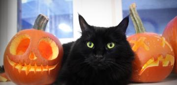 Защо черните котки се свързват с Хелоуин и лошия късмет