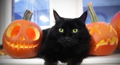 черна котка Хелоуин