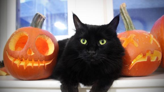 Защо черните котки се свързват с Хелоуин и лошия късмет