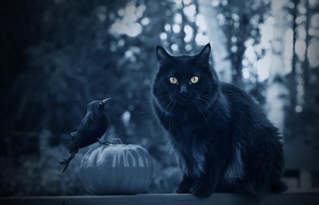 черна котка Хелоуин