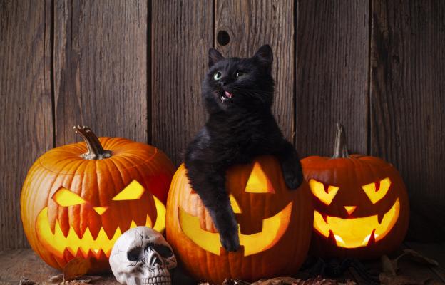 черна котка Хелоуин