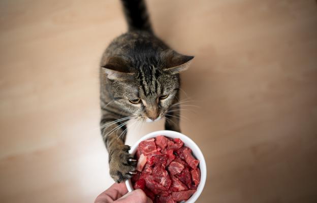 котка и сурова котешка храна