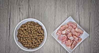 котка и сурова котешка храна