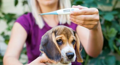 куче треска