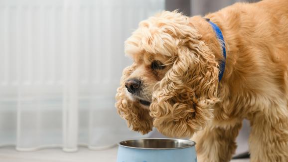 Плюсовете и минусите при смесването на мокра и суха храна за кучета