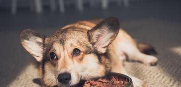 Как да направим сухата храна по-апетитна за кучето