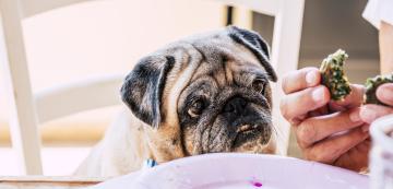6 знака, че е време да смените храната на кучето си