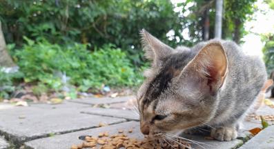 бездомни котки храна