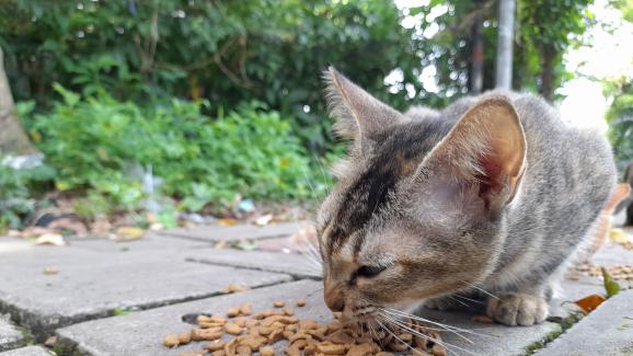 5 вида храни, които може да дадете на бездомна котка