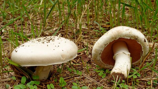 Интересни факти за гъбите