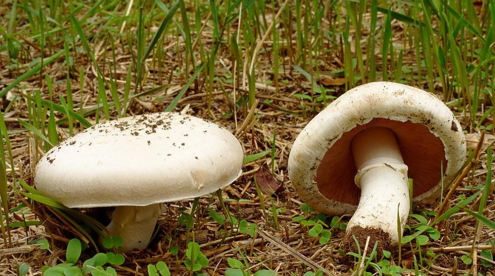 Печурките – природните пробиотици и антидепресанти