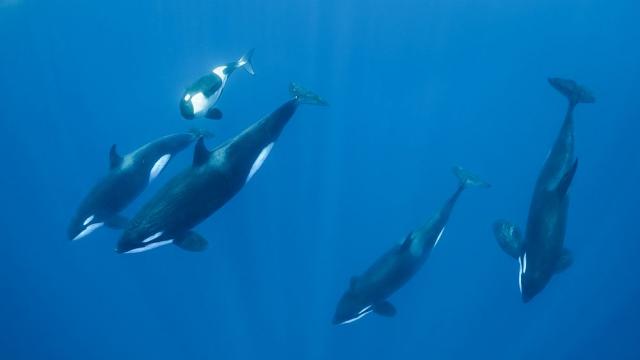 Животни се учат едни от други как да нападат хора