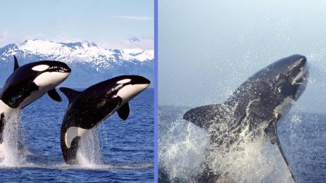 косатка акула