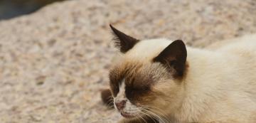 Каква порода котка беше Grumpy Cat?