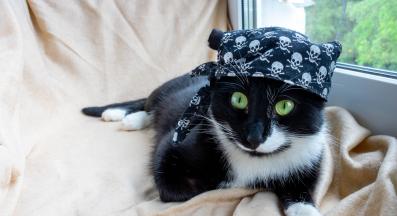 Котка с костюм за Хелоуин