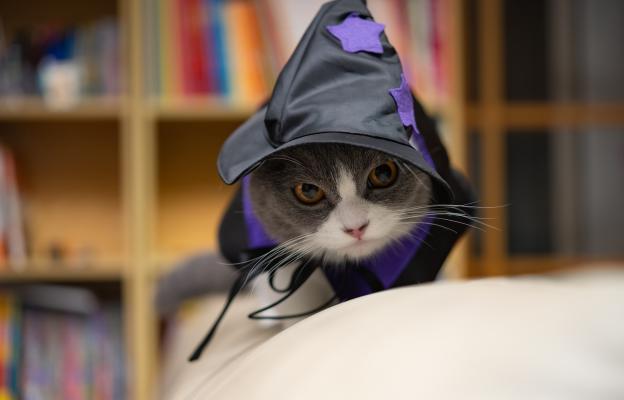 Котка с костюм за Хелоуин
