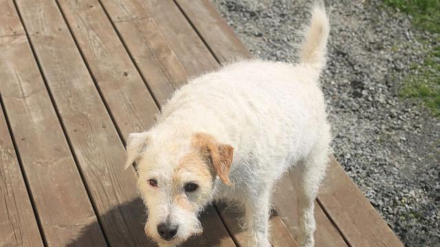 Почина най-старото куче в света (СНИМКИ)