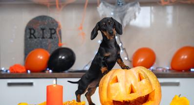 куче хелоуин