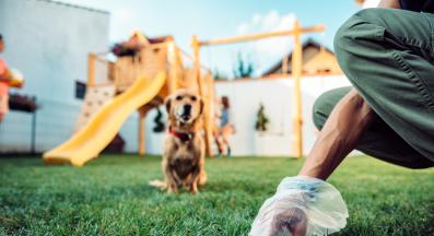 куче изпражнения