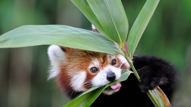 Две червени панди се родиха във френски зоопарк
