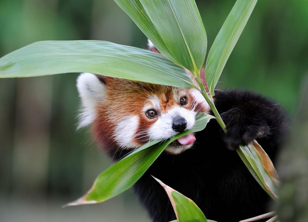 Две бебета червена панда са родени във френски зоопарк, предаде