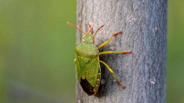 Има ли нашествие от миризливки у нас и опасни ли са за хората
