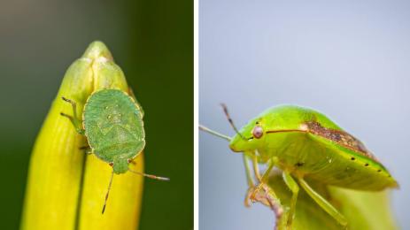 миризливка