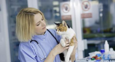 котка ветеринар