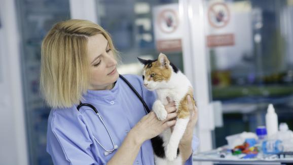 котка ветеринар