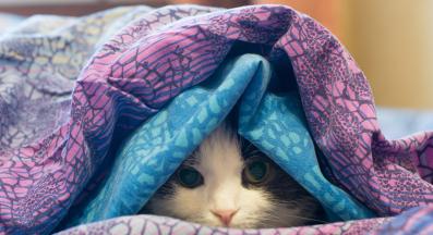 котка у дома